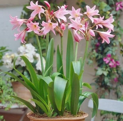 zabbus Crinum Lily Flower Bulbs for Summer Season Pink Seed(1 per packet)