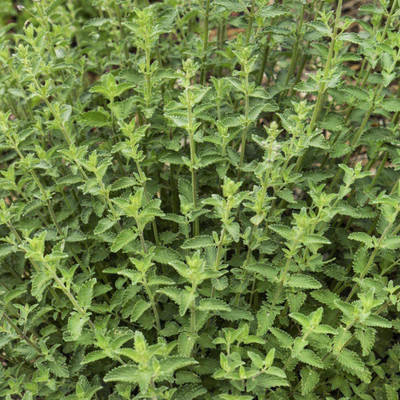 VibeX NBIR-93 - Catnip for Planting - (1500 Seeds) Seed(1500 per packet)