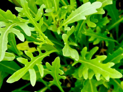 Qualtivate ATS-32 Wild Arugula(Diplotaxis tenuifolia) Seed(500 per packet)