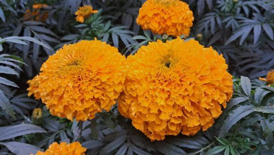 RDK marigold/gende ka phool flower seeds Seed(75 per packet)
