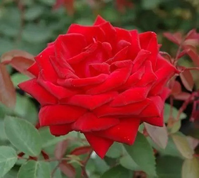 Aro Rose, Flower seeds Seed(43 per packet)