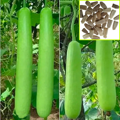 Greenfall India’s Finest Long Bottle Gourd Seeds (Pack of 15) Seed(15 per packet)