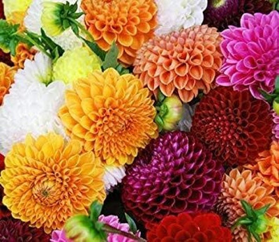 LPR DAHLIA Seed(25 per packet)