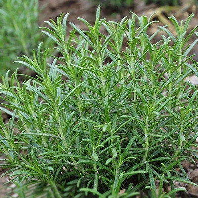 CYBEXIS Rosemary Seeds Rosmarinus Officinalis800 Seeds Seed(800 per packet)