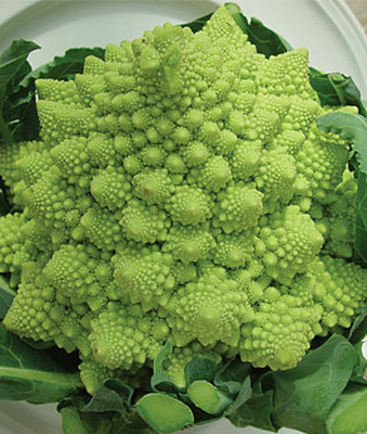 CYBEXIS Heirloom Romanesco Broccoli2000 Seeds Seed(2000 per packet)