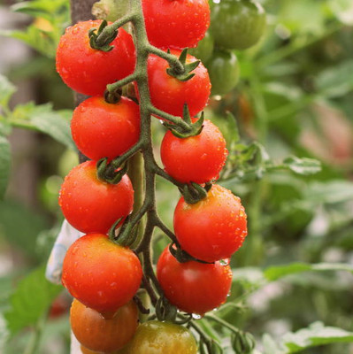 Sampada tomato Seed(135 per packet)