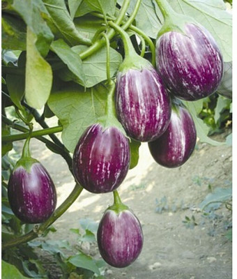 Quentova Brinjal/Eggplant Vegetable-SNIG Seed(300 per packet)