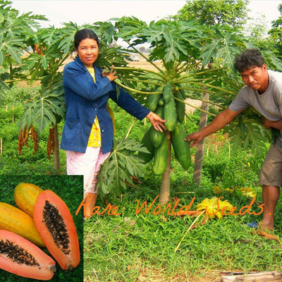SREE papaya seed, hybrid papaya Seed(120 per packet)