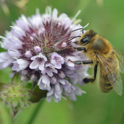 VibeX PAU-28 - Water Mint - (1350 Seeds) Seed(1350 per packet)