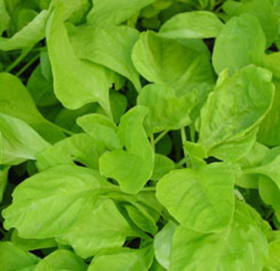 URRO Amaranth- Green Seed(500 per packet)