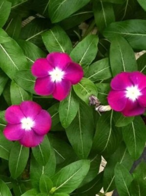 Quentova PINK DWARF ROSE Periwinkle / Vinca Rosea-HUA-22G Seed(50 per packet)