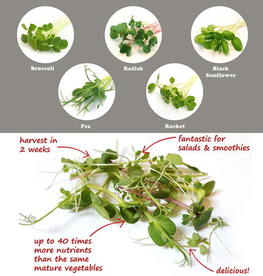 CRGO GERMINATION KIT Seed(30 per packet)