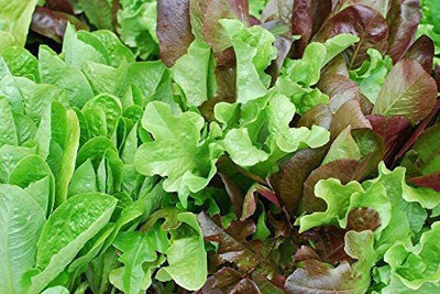 CYBEXIS PUAS-26 - Baby Leaf Lettuce (Colorful Spring Mix) - (450 Seeds) Seed(450 per packet)