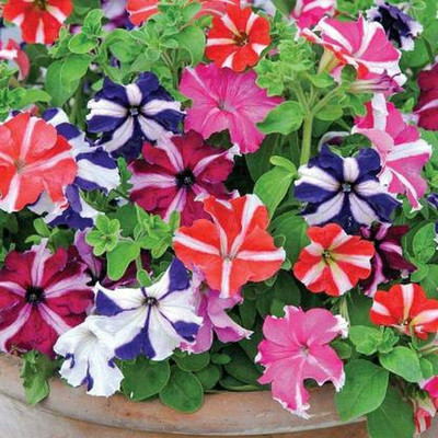 Aywal Petunia Multiflora Star Seed(40 per packet)