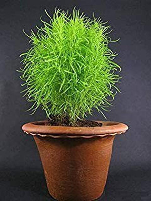 MAA Kochia Grass Seed(185 per packet)