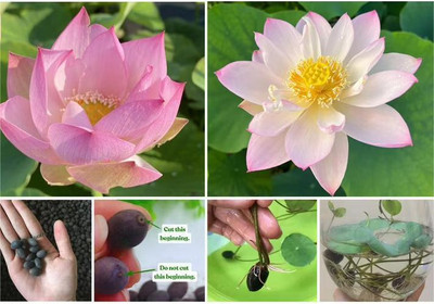 DEYS AGRO ™ micro lotus seeds,mini colourful lotus seeds mix Seed(29 per packet)