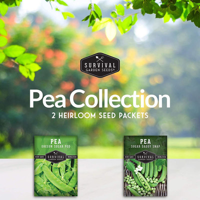CYBEXIS LX-47 - Oregon Sugar Pod II Pea & Sugar Daddy Snap Pea - (300 Seeds) Seed(300 per packet)