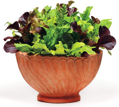 Qualtivate ICRA6-A This is A Mix!!!Lettuce Mix 21 Varieties Seed(300 per packet)