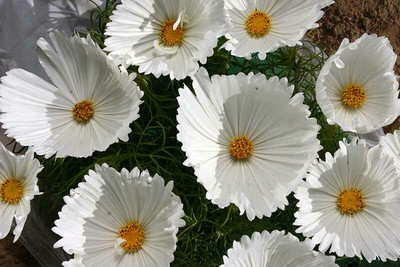 ZIXA Cosmos Cupcake White Seed(50 per packet)