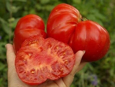CYBEXIS Tomato Seeds MARMANDE 2000 Seeds Seed(2000 per packet)