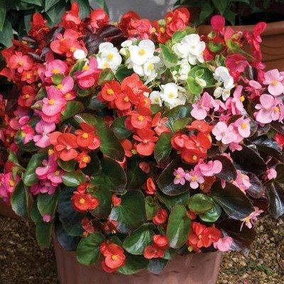 Qualtivate XL-114 BEGONIA SEMPERFLORENS MIXED FLOWER SEEDS Seed(25 per packet)