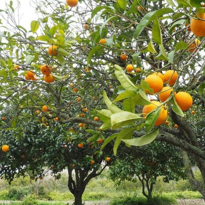 Aywal Bonsai Imported MANDARIN ORANGE PLANT Seed(19 per packet)