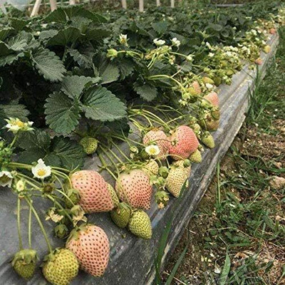 WILLVINE Snow Alpine Strawberry Fragaria-[50 Seeds] Seed(50 per packet)