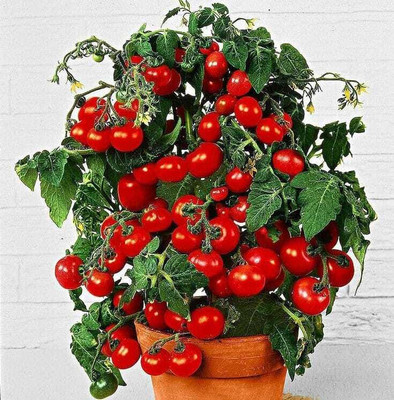 seedargo Seedargo Tomato Seed Seed(140 per packet)