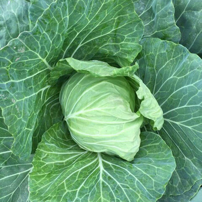 CYBEXIS Hybrid Giant Cabbage Seeds1000 Seeds Seed(1000 per packet)