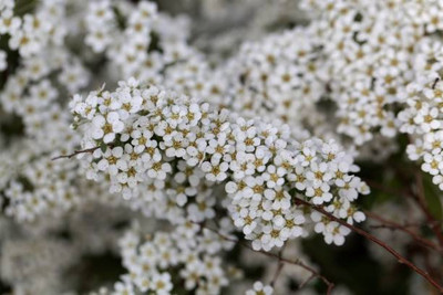 Plantzone gypsophila flower Seed(100 per packet)