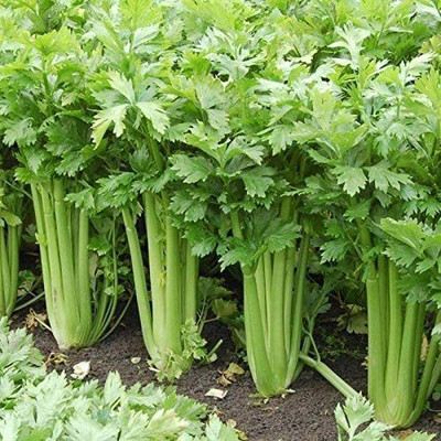 CYBEXIS KGF -54 - Tango Hybrid Celery - (2250 Seeds) Seed(2250 per packet)