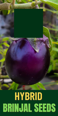 VibeX ® VXI-71 BRINJAL/BAINGAN SEEDS Seed(200 per packet)