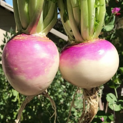 Aywal Turnip Shalgam White Purple Seed(3000 per packet)