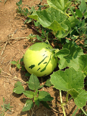 WILLVINE XLR-381 Unique White Flesh Musk Melon Asian Small Seed(200 per packet)