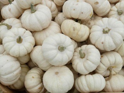 Qualtivate RES-2A White Pumpkin “White Queen” Seed(50 per packet)