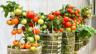 DEYS AGRO ™ f1 hybrid tomato seeds,highest yield variety plant Seed(207 per packet)