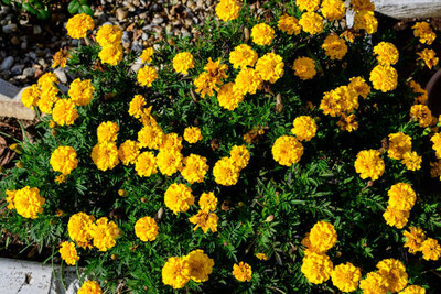 AAKASH marigold/gende ka phool flower seeds Seed(75 per packet)