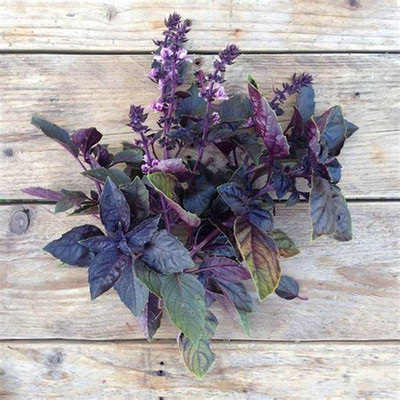 VibeX ® LXI-7 Basil Red Ruby Seeds Seed(1000 per packet)