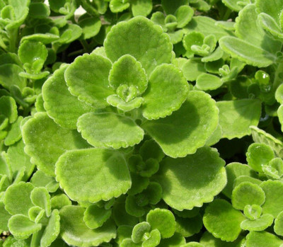 Qualtivate RES-3A Spanish Thyme - Plectranthus amboinicus Seed(50 per packet)