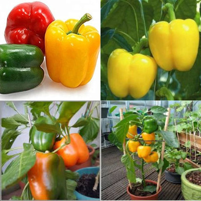 ibains Hybrid capsicum yellow vegetable seeds shimla mirchi pack of 50 Seed(50 per packet)