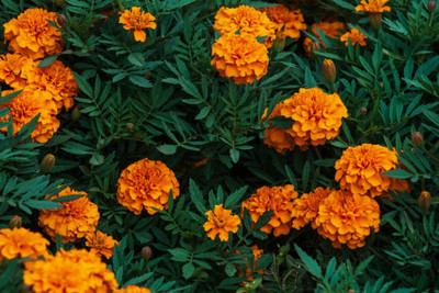 Kritharth Creation marigold/gende ka phool flower seeds Seed(50 per packet)