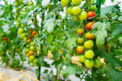 XOLDAA tomato Seed(100 per packet)