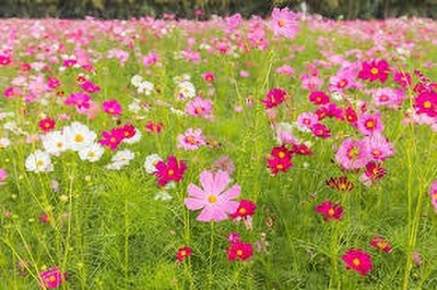 Gardenify GARDENIFY INDIA BLOOMING COSMOS MIX SEEDS COSMOS PLANT COSMOS FLOWER SEEDS Seed(35 per packet)