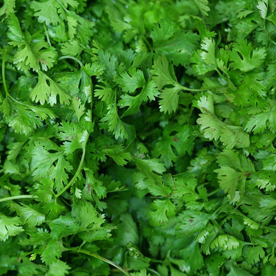 CYBEXIS ATS-84 - Cilantro - Non-GMO - (750 Seeds) Seed(750 per packet)