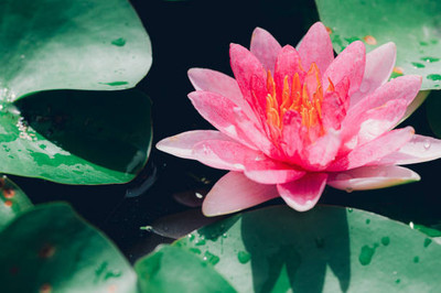 Shudh Online lotus,kamal gatta Seed(13 per packet)