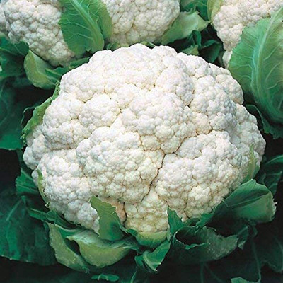 Qualtivate PUAS-9A Cauliflower F1 Hy Snowbird Seeds Seed(300 per packet)