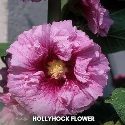 Growbyte Hollyhock Mix Flower Seed(40 per packet)