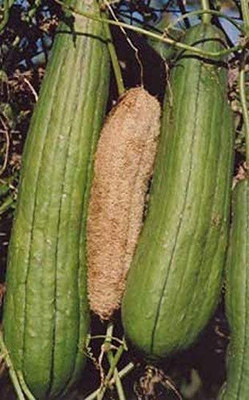 VibeX NBIR-25 - Luffa (Sponge Gourd) - (100 Seeds) Seed(100 per packet)