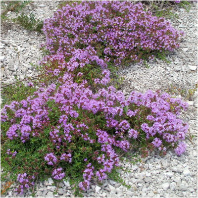 WILLVINE ™ Wild Creeping Thyme (Thymus serpyllum) -100 SEEDS Seed(100 per packet)