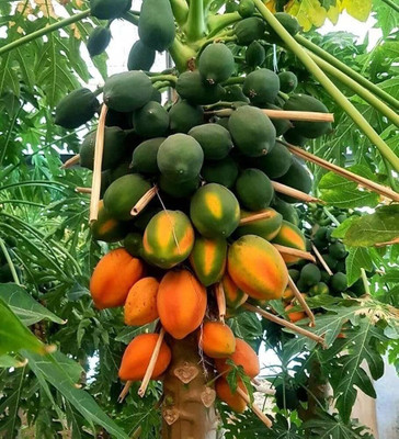 BDSresolve Red lady papaya seeds pack of 54 Seed(54 per packet)